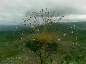 Pousada Pepalantus